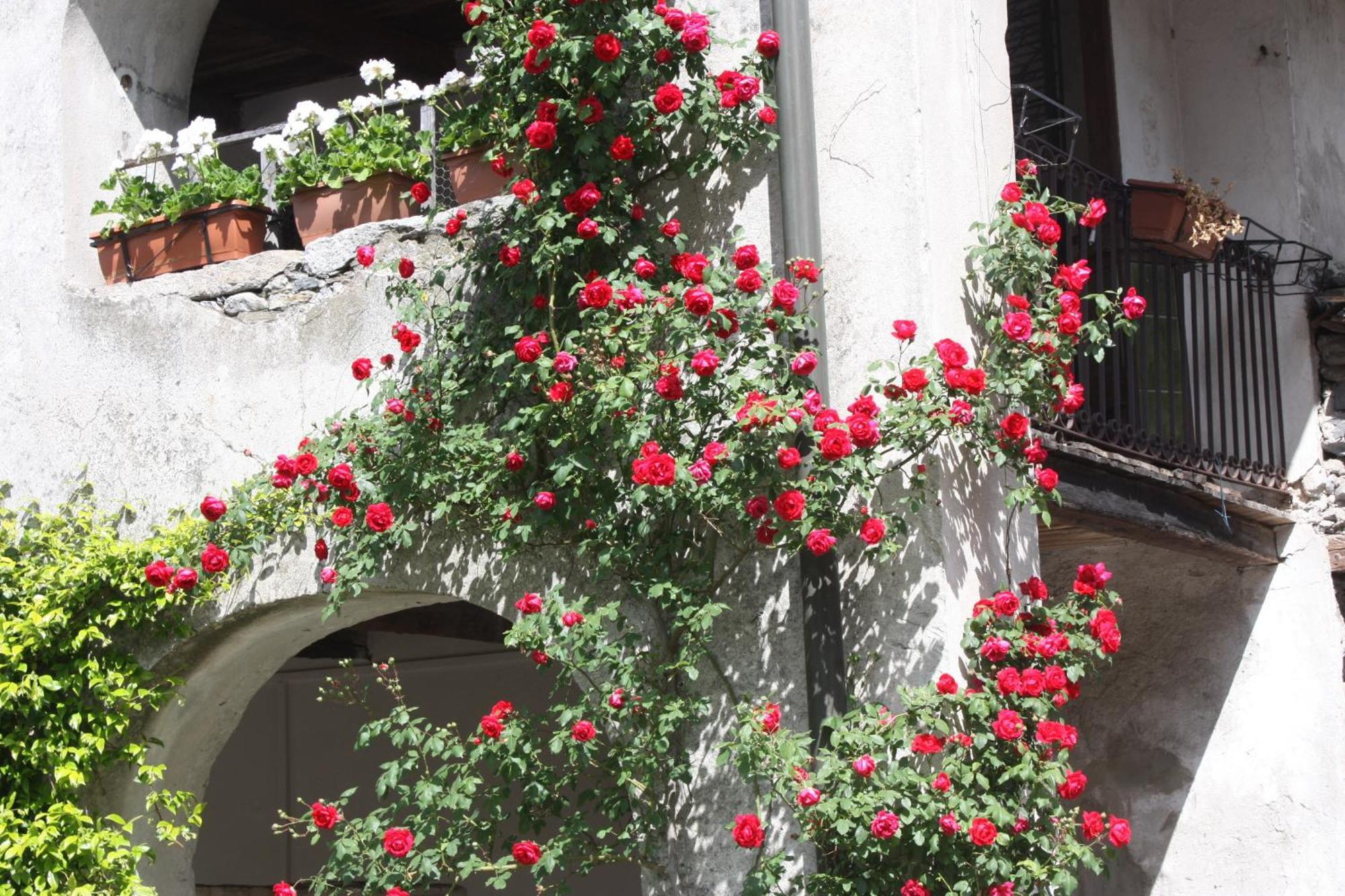 Affittacamere Casa Archi Losone Bagian luar foto